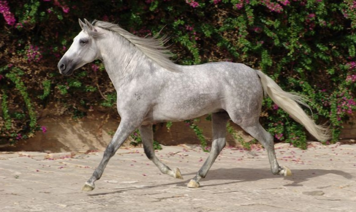 Andalusian-Horse