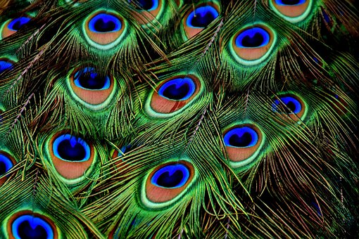 peacock-feathers-3013486__340
